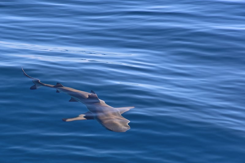 Shark Cage Diving